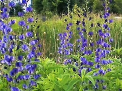 Blue Indigo at our native plant nursery