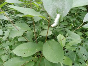 Caterpillar on chokecherry tree at our native plant nursery