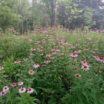 Go native by planting purple coneflowers, which add beauty and function by providing seeds for the goldfinches