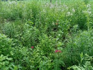 Purple milkweed at our native plant nursery