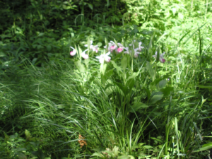 Other sources of information about the pink lady's slipper