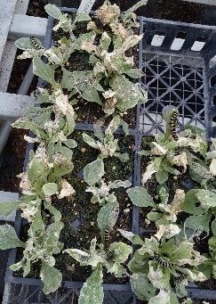 More about us at BluPrairie native plant nursery with the locals visiting our pussytoes