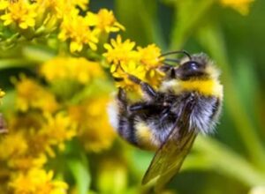 Help support our native bee populations with the use of our native plant catalog