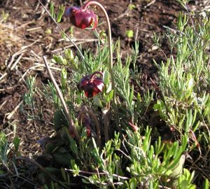 other sources of information about the pitcher plant